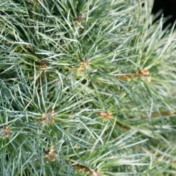 Pin Sylvestre Nain - Pinus Sylvestris Chantry Blue