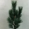Pin Cembro Nain - Pinus Cembra Compacta Glauca
