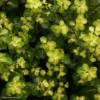 Pittosporum Tenuifolium Abbotsbury Gold