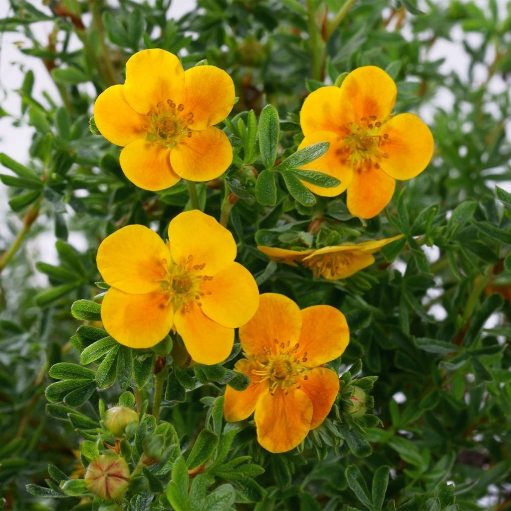 Potentilla Fruticosa Mandarin Tango - Potentille Arbustive