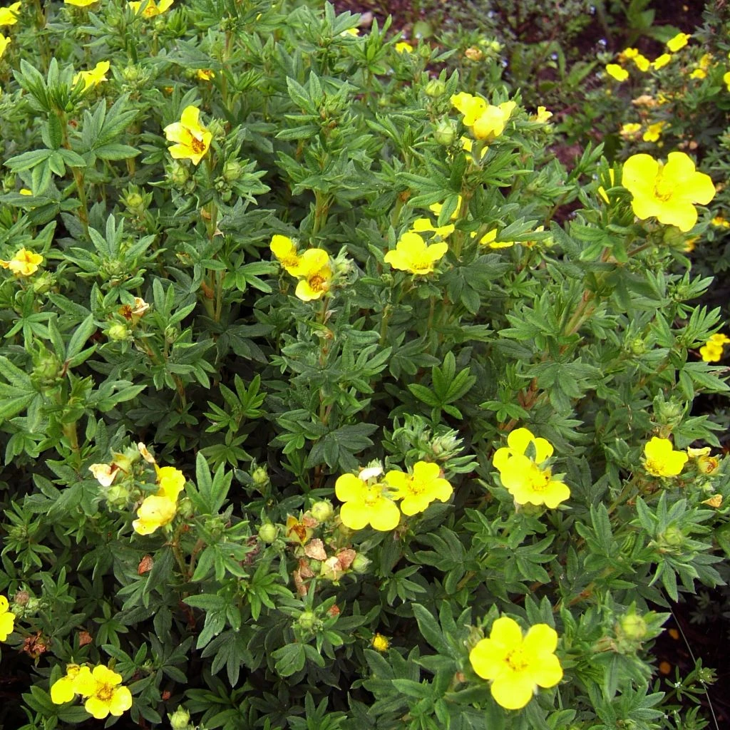 Potentille Arbustive Kobold