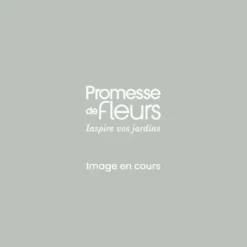 Rosier à Fleurs Groupées Marc's Jubilée