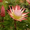 Protea Pink Crown - Protée Hybride