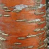 Prunus Maackii Amber Beauty - Cerisier De Mandchourie