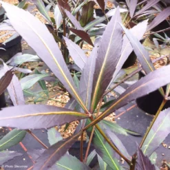 Pseudopanax Lessonii Dark Star - Houpara