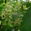 Ptelea Trifoliata - Orme De Samarie