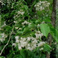 Pterostyrax Corymbosa