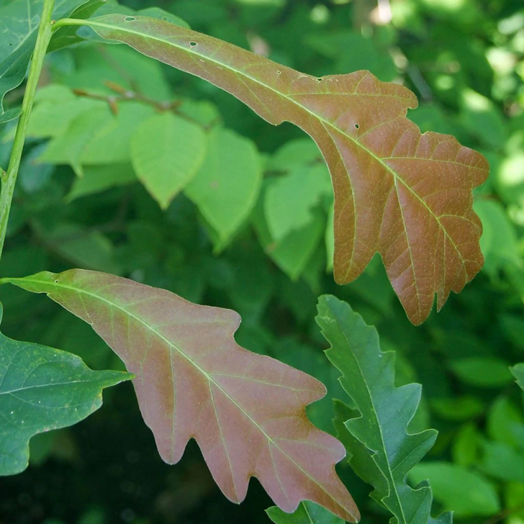 Quercus X Warei Chimney Fire - ChĂŞne