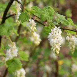 Ribes Sanguineum White Icicle - Groseillier à Fleurs Blanches