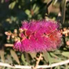 Callistemon Violaceus - Rince-bouteille