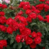 Rosier Couvre-sol Black Forest Rose