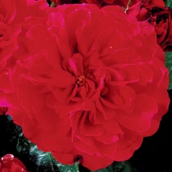 Rosier Anglais English Legend Hamlet