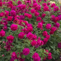 Rosier David Austin Thomas à Becket