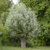 Salix Alba Liempde - Saule Blanc, Argenté