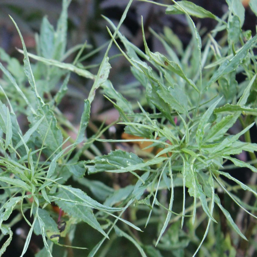 Sureau Noir - Sambucus Nigra Linearis