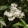 Sureau Noir - Sambucus Nigra Madonna