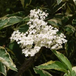 Sureau Noir - Sambucus Nigra Madonna