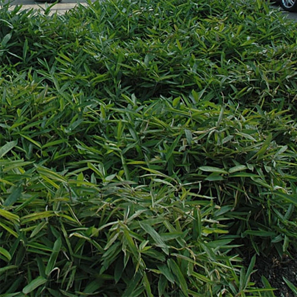 Sasa Tsuboiana - Bambou Nain