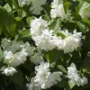 Seringat Minnesota Snowflake - Philadelphus Virginalis