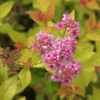 Spirée Japonaise - Spiraea Japonica Pink & Gold