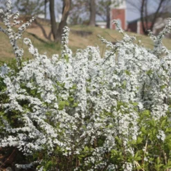Spiraea Prunifolia - Spirée à Feuilles De Prunier