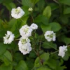 Spiraea Prunifolia Plena - Spirée Blanche