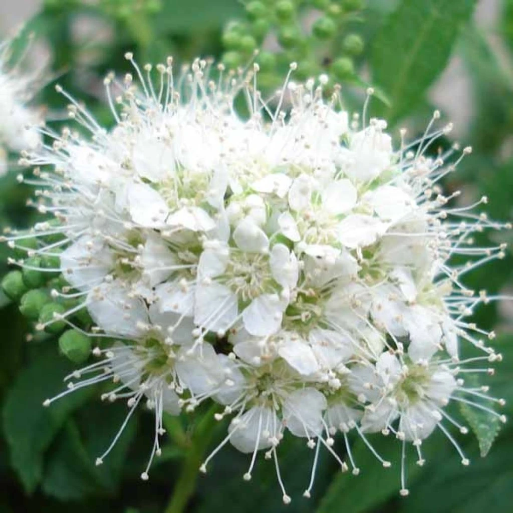 Spirée Japonaise Albiflora - Spiraea Japonica