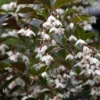 Styrax Japonica Evening Light - Styrax Japonais