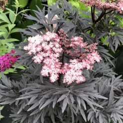 Sureau Noir - Sambucus Nigra Straight Laced