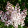 Lilas - Syringa Vulgaris Belle De Moscou