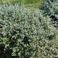 Germandrée Arbustive - Teucrium Fruticans