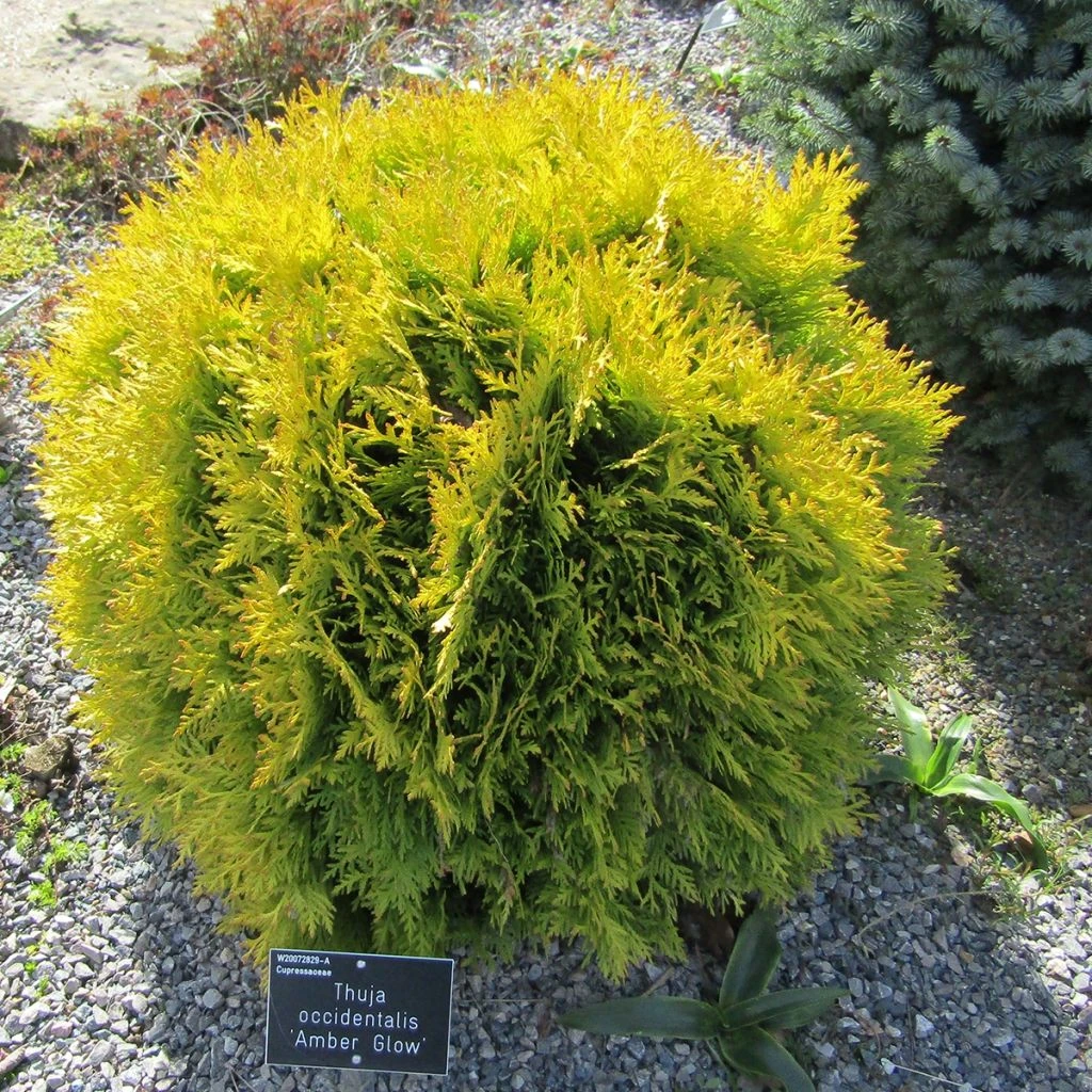 Thuya Du Canada - Thuja Occidentalis Amber Glow