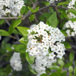 Viburnum Burkwoodii - Viorne De Burkwood