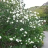 Viburnum Carlesii Juddii - Viorne