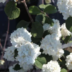 Viorne - Viburnum Plicatum Grandiflorum