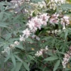 Vitex Agnus-castus Albus - Gattilier Blanc
