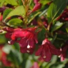 Weigela Florida Cherry Lace