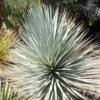 Yucca Rigida Blue Sentry - Yucca Sentinelle Bleue