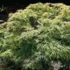 Érable Du Japon - Acer Palmatum Dissectum