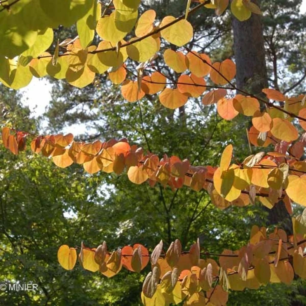 Arbre Ă Caramel - Cercidiphyllum Japonicum