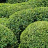 Buis Boule - Buxus Sempervirens