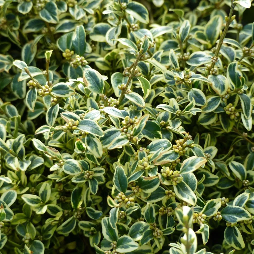 Buis Commun Panaché - Buxus Sempervirens Elegans