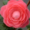 Camélia Valtevareda - Camellia Japonica
