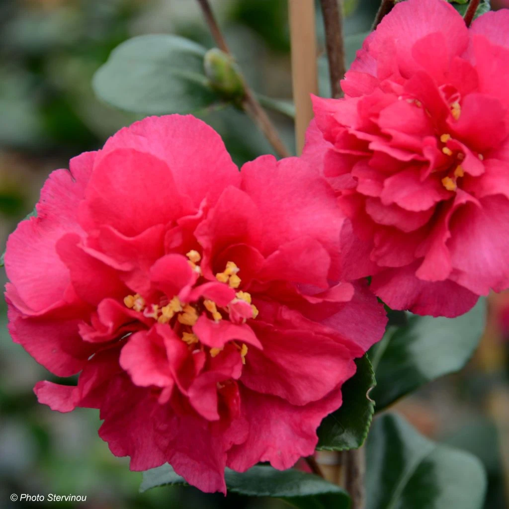 Camelia D'automne - Camellia X Hiemalis Bonanza