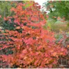 Charme Commun Rockhampton Red - Carpinus Betulus
