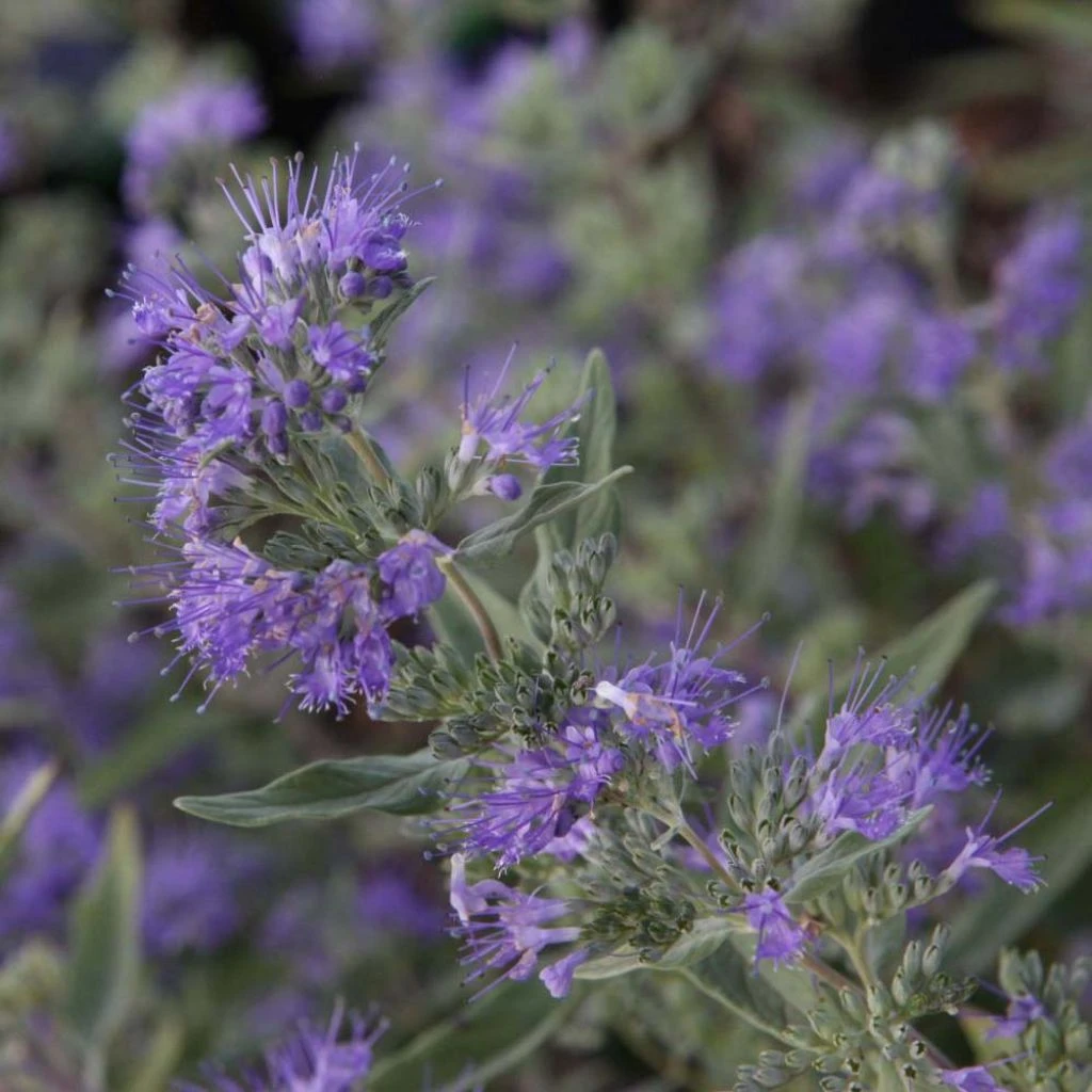 Caryopteris Clandonensis Ferndown - Spirée Bleue