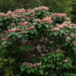 Arbre De La Chance - Clerodendrum Trichotomum, Clérodendron