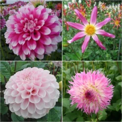 Collection Dahlias Bohême