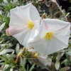 Convolvulus Cneorum - Liseron Argenté