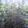 Corokia Cotoneaster